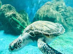 -广东惠东海龟国家级自然保护区