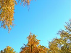 -三里屯东五街银杏大道