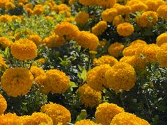 -松山湖梦幻百花洲