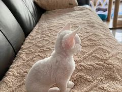 -70cat德文卷毛猫·缅因猫纯种猫舍