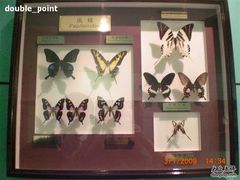 -上海昆虫博物馆