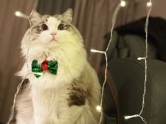 -momokira米努特·德文卷毛猫·棉花面纱犬