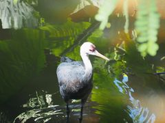 -泉州海丝野生动物世界