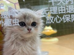 -帕帕拉兹宠物(亚洲旗舰店)