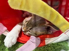 -babydoll猫舍·米努特·德文·缅因(久光中心店)