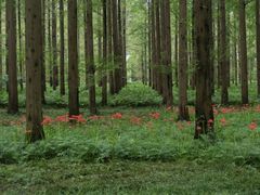 -黄海国家森林公园