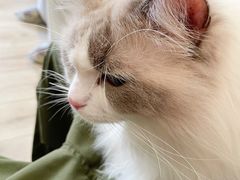 -有猫咖啡umeow coffee