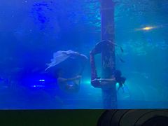 -洛阳龙门海洋馆