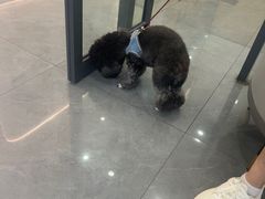 -贝利宠物医院·骨科·眼科·肿瘤转诊中心(南坪诊疗中心)