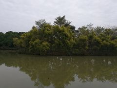 -大湾区中央湿地公园
