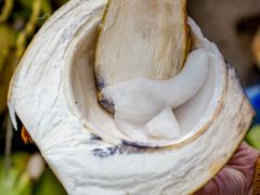 -东郊椰林