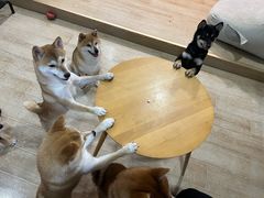-南京Hallo宠物乐园·哈罗犬舍·柴犬繁育基地