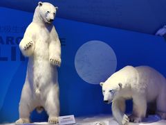 -贝林大翅鲸简餐厅(国家海洋博物馆店)