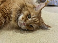 -藏猫猫咖啡主题馆(中央大道店)