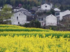 -桑洲油菜花景区