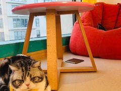 -猫在这儿猫咪咖啡馆·撸猫馆