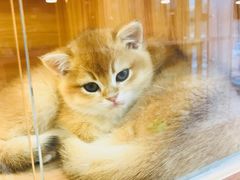 -猫十亿·布偶金渐层·曼基康矮脚猫舍(青年路店)