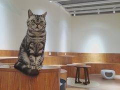 -有猫主题·治愈系猫咖(曾厝垵店)
