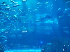 -迪拜水族馆及水下动物园