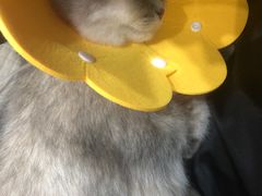 -伟伟宠物医院·CT影像中心·瑞派犬猫综合性门诊(汉口总院)