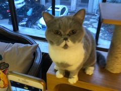 -more than meow吴止猫主题餐厅(承德 中船汇店)