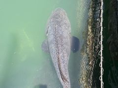 -蓝湾碧波·老字号·疍家非遗海上餐厅