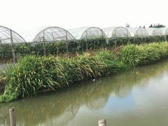 -马陆小张葡萄园农家乐