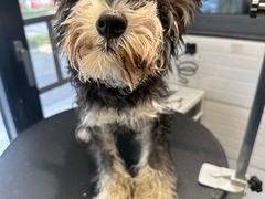 -樱桃家的宠物店(君安花园店)