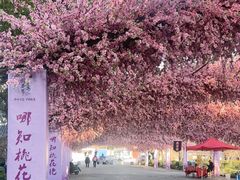 -南汇桃花村