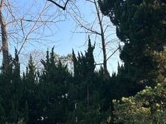 -嘉定紫藤园