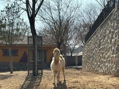 -石家庄市动物园