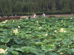 -莲花池公园