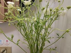 -梅花境(万科店)