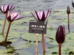 -上海植物园-4号门售票处