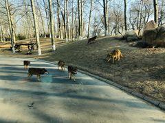 -北京野生动物园