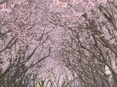 -石家庄市植物园