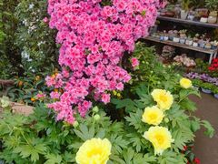 -金科花卉市场