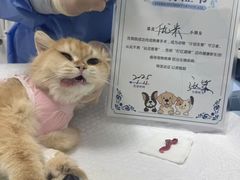 -达爱动物医院·犬猫分区·CT·复杂眼科(远洋山水分院)