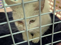 -北京观赏动物医院·24小时大型综合·猫专科·异宠专科