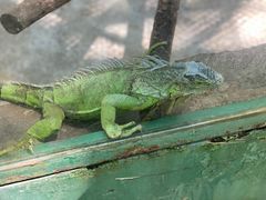 -广东茂名森林公园