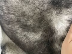 -宠福鑫康馨动物医院·骨科·眼科