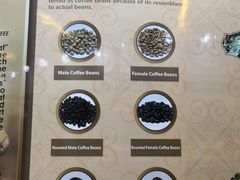 -巴厘岛黄金金兔咖啡工厂