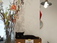 -有猫主题·治愈系猫咖(曾厝垵店)