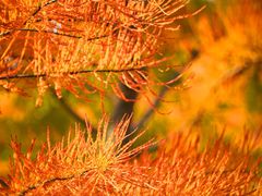 -昆山城市生态森林公园