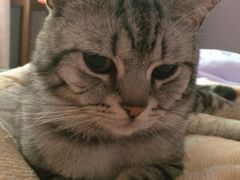 iphone_upload_pic-Bastet sally猫舍购宠(静安店)
