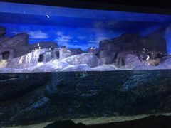 -暹罗海洋世界