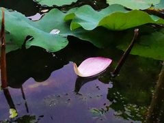 -新江湾城公园