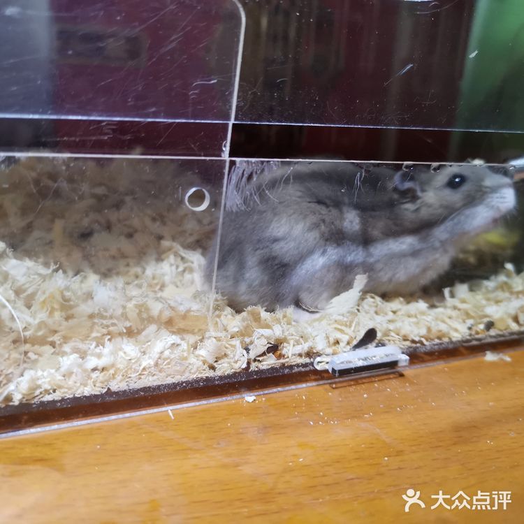 繁殖能力报表的小仓鼠（一家16口）