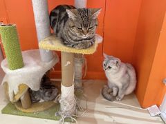 -三花喵·撸猫购宠·宠物生活馆(虹桥南丰城店)