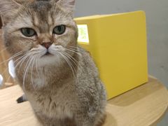 -藏猫猫咖啡主题馆(中央大道店)